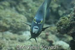 Angel fish at the inside reef at Lauderdale by the Sea by Michael Kovach 